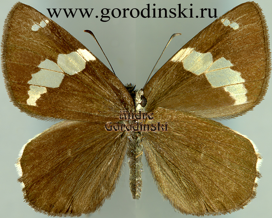 http://www.gorodinski.ru/hesperidae/Lobocla liliana liliana.jpg